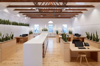 辦公室設(shè)計中綠植裝飾有多重要？看完這篇文章你就知道了！