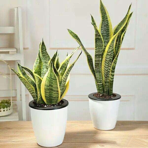 辦公室綠植圖片