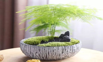 辦公室適合擺放哪些植物呢？